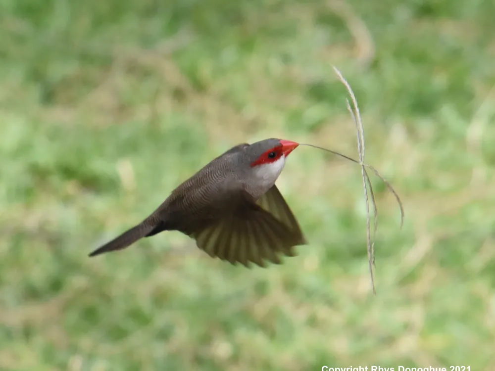 Bird carrying nesting material