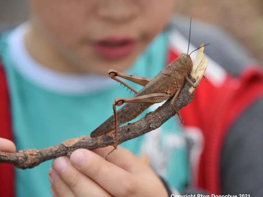 Grasshopper on a child's hand
